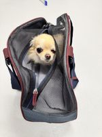 Tragetasche Chihuahua, wie neu, L 45cm, B 20, Höhe 26cm