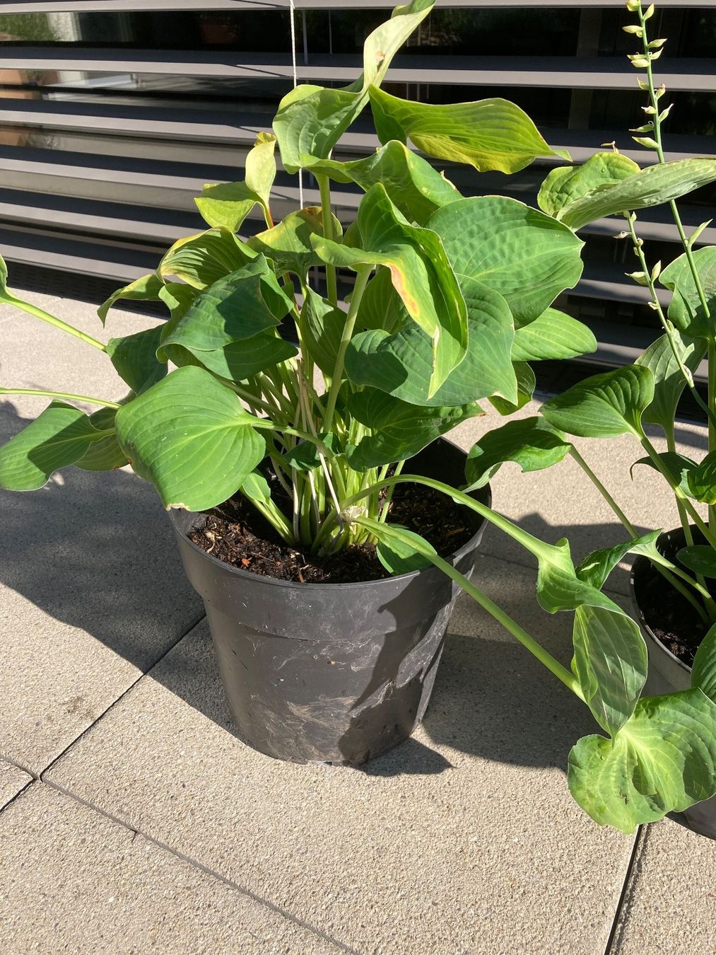Piante & sementi: Hosta – Nuovo (secondo la descrizione) da Zollikofen venduto da gamel01 1