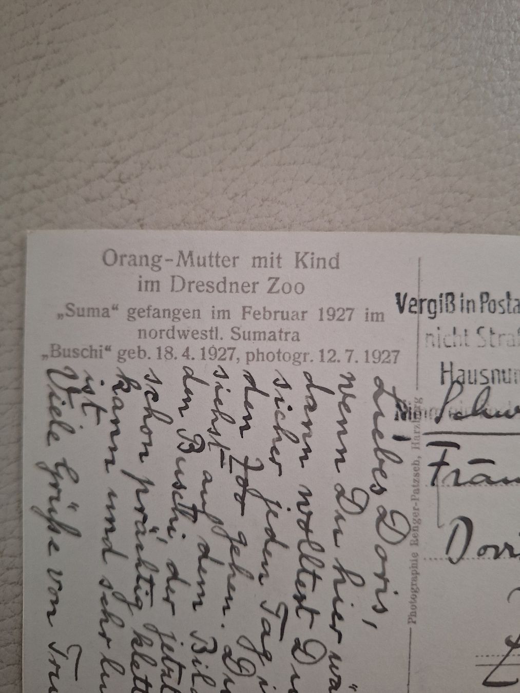 Cartoline postali: 2 Zoo-Ansichtskarten Menschenaffen 1927 / 1931 – Usato da zumikon venduto da lotegrandote 1