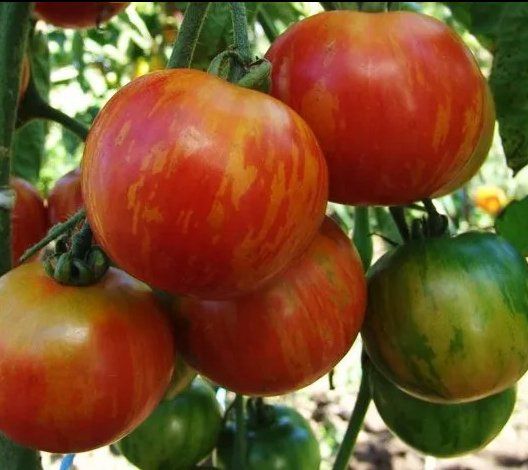 Piante & sementi: Tiger-TOMATE Duo/ 10 Samen – Nuovo (secondo la descrizione) da Hinteregg venduto da ERFOLG78 3