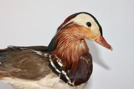 EINE MANDARINENTE - TAXIDERMIE. VINTAGE.