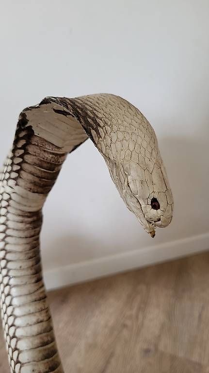 Il mondo degli animali: Combat Mangouste et cobra naturalisés – Usato da Trélex venduto da emm_rz7g 2