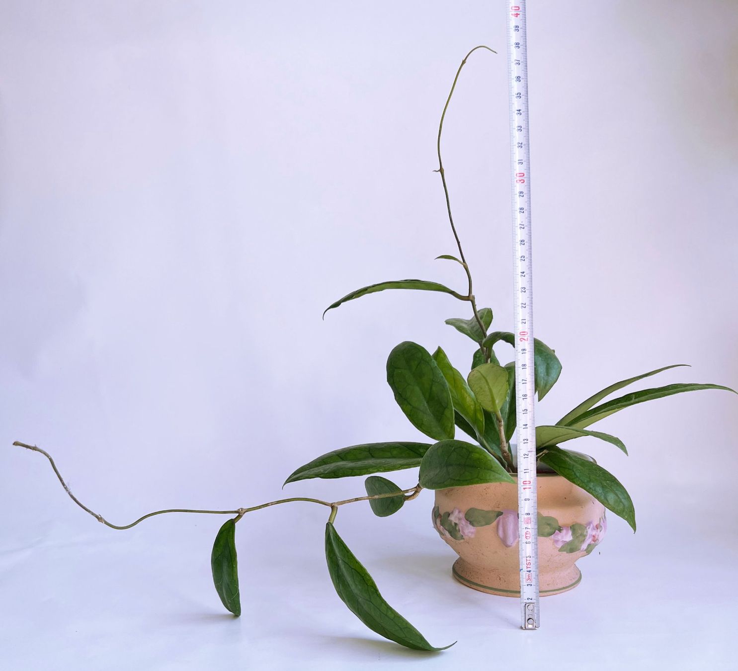Piante & sementi: Hoya*Finlaysonii ***** – Usato da Dübendorf venduto da Orchid18 4