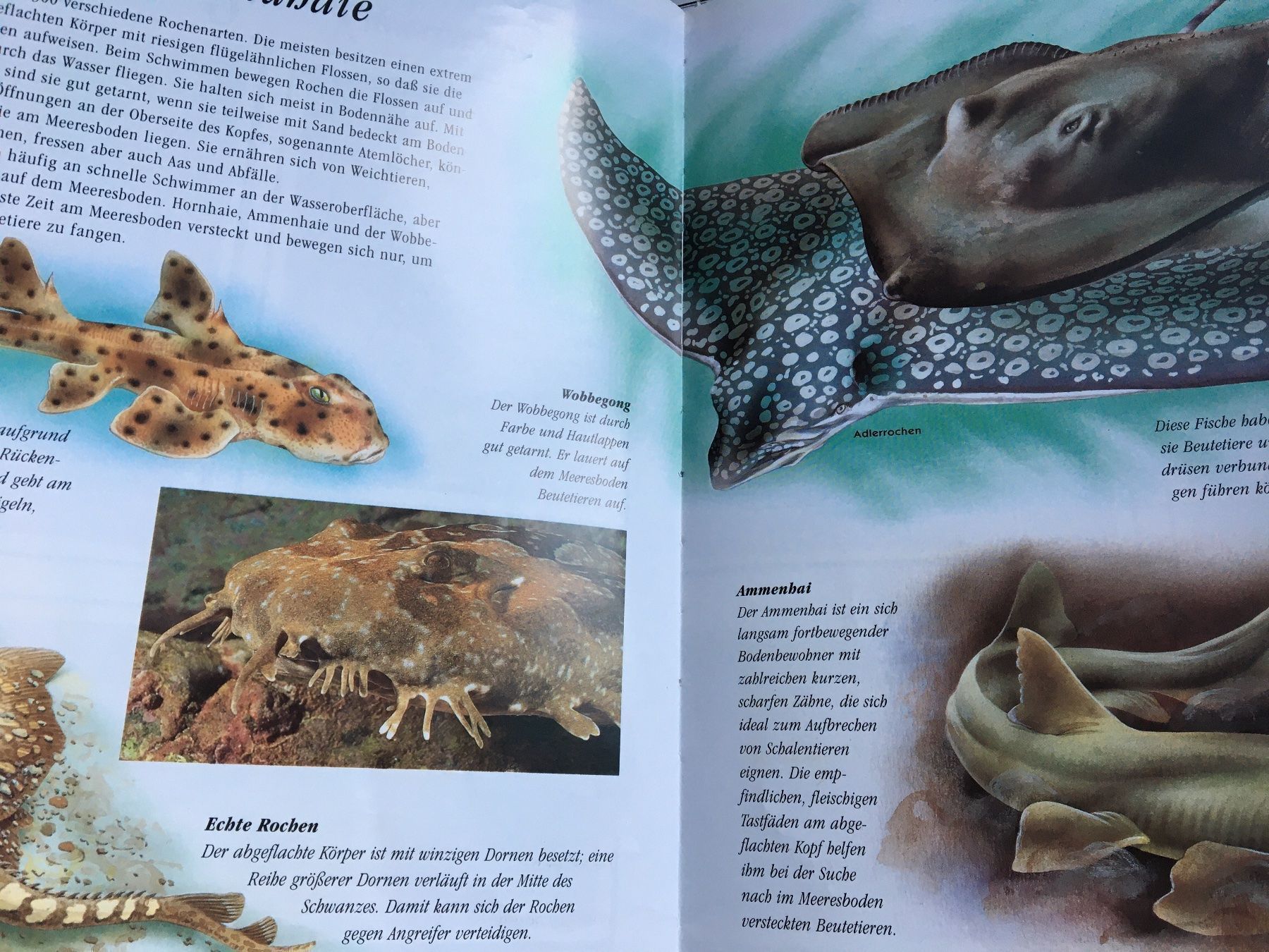 Libri: Meerestier – Usato da Arth venduto da Vrecam51 2