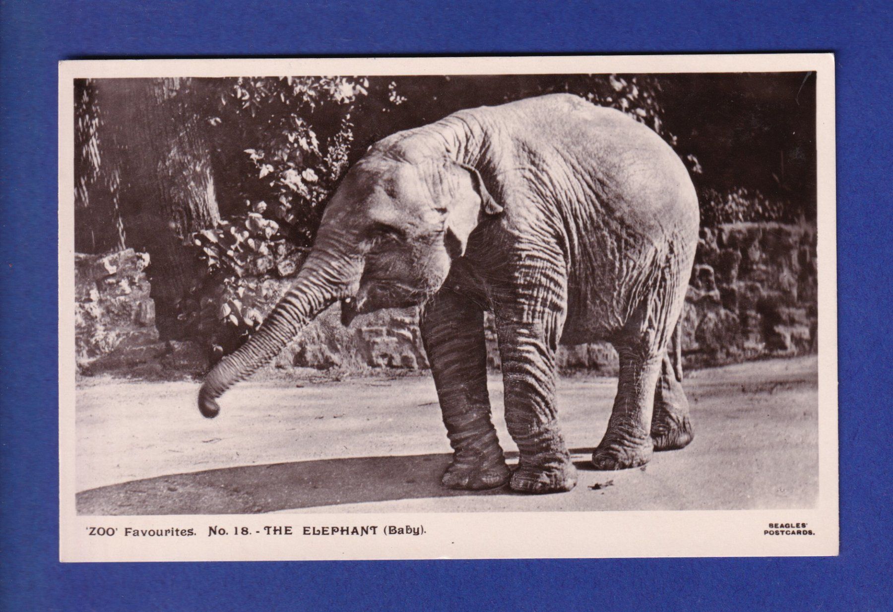 Cartes postales: ELEPHANT – D'occasion à Pully par nicecards-shop