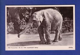 ELEPHANT