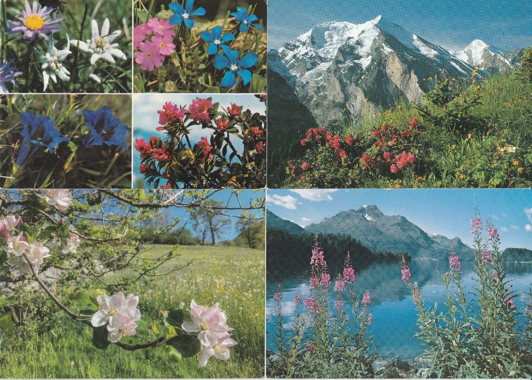 Ansichtskarten: 40 Schöne Blumenkarten – Gebraucht aus Lumbrein von made02 7