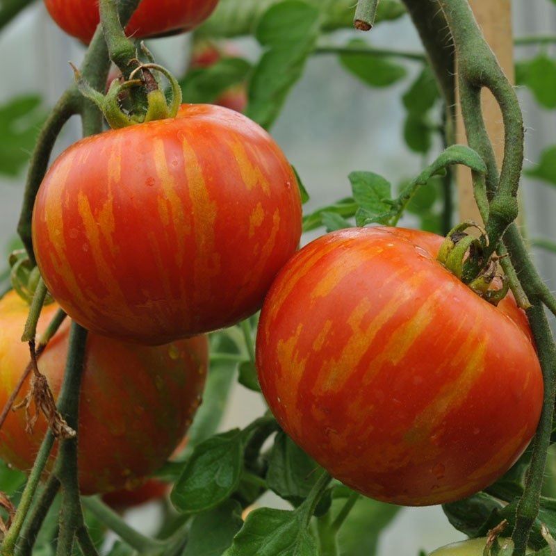 Piante & sementi: 50 Samen TIGERELLA Tomate – Nuovo (secondo la descrizione) da Ehrendingen venduto da VerveinaSamen