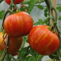 50 Samen TIGERELLA Tomate
