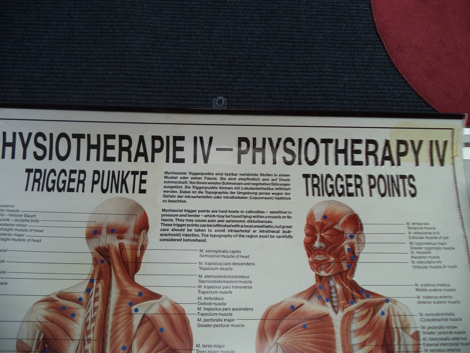 Posters & Illustrations: Konvolut Rüdiger Anatomie Hänge Bilder – D'occasion à Rieden AG par Wirth03