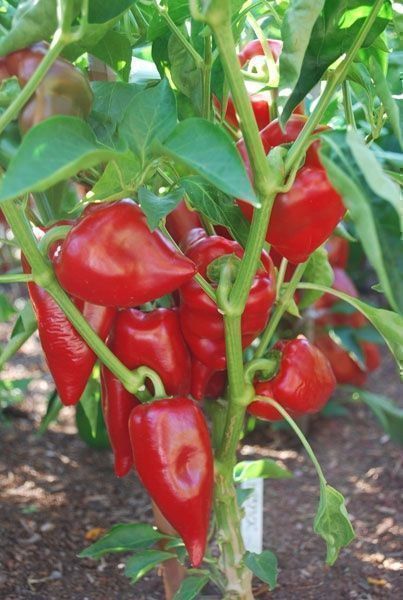 Piante & sementi: 30 Samen PIMENTO SWEET Paprika Süss – Nuovo (secondo la descrizione) da Ehrendingen venduto da VerveinaSamen 3