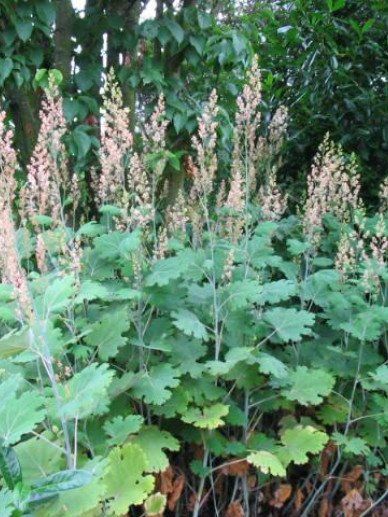 Pflanzen & Samen: Federmohn - Macleaya microcarpa - 100 Samen – Neu und originalverpackt aus Sumiswald von Cham14558 1