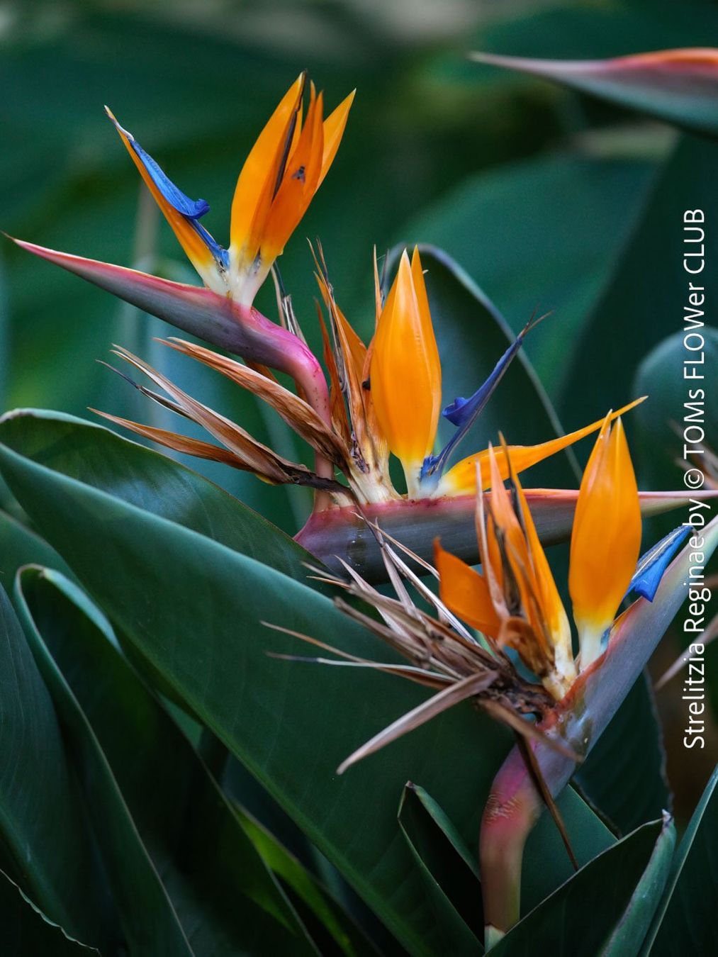 Plantes & graines: Strelitzia Reginae - 100cm - für Deinen Garten oder Balkon – Neuf avec emballage d'origine à Adliswil par asTOMas963 1