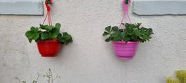 Erdbeerpflanze im Hängetopf, verschiedene Farben🍓🌸🌞 (53)