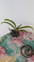 Rhynchostylis coelestis 'Chan Kra' Orchidee