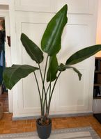 Strelitzia Nicolai sucht neues Zuhause