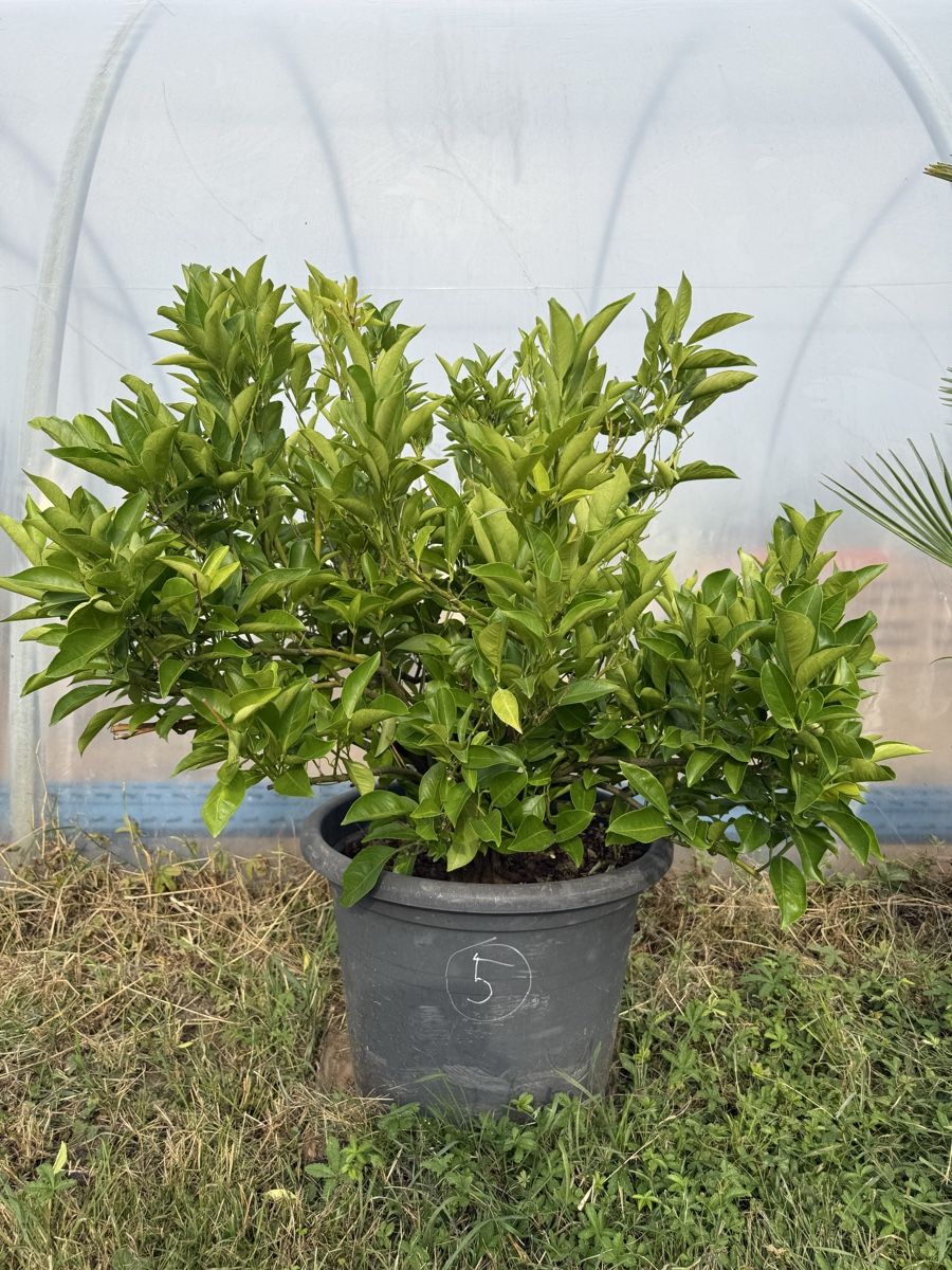 Piante & sementi: Zitronen - Baum  Citrus - Limon – Usato da Kleindöttingen venduto da rennhard67