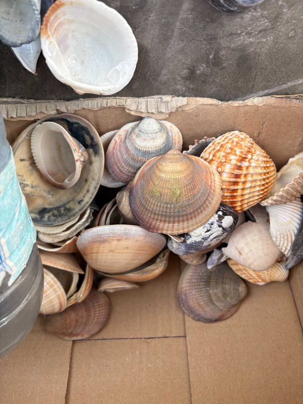 Tutte le decorazioni: Muscheln – Usato da Wauwil venduto da willibilli 1