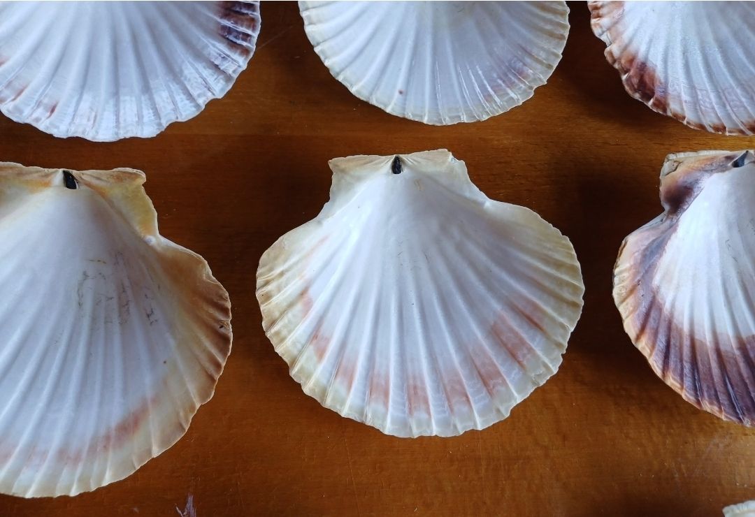 Tutte le decorazioni: 10 schöne Sommermuscheln Deko – Usato da Flaach venduto da ker_6ml7 9