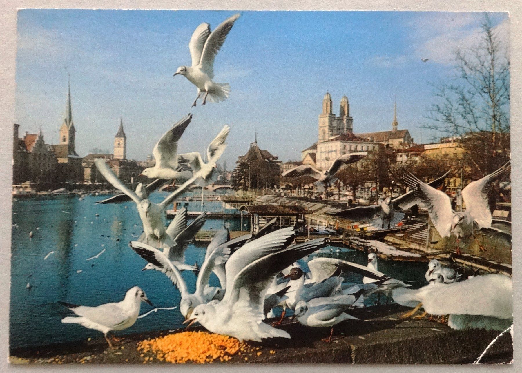 Cartes postales: Zürich, les mouettes – Défectueux à Fétigny par Billy2miny