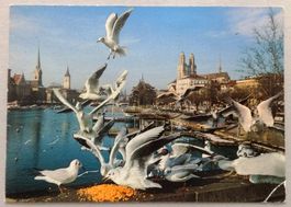 Zürich, les mouettes