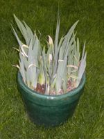 Iris im Topf, grüne Pflanze für Garten oder Balkon!