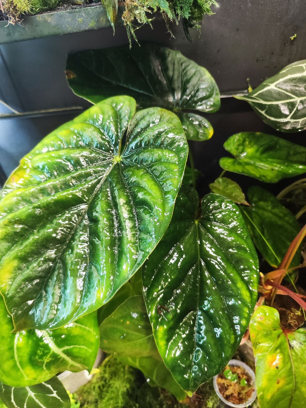 Anthurium Debile (Usato) a Allschwil per CHF 45  con consegna | Acquista  su Ricardo