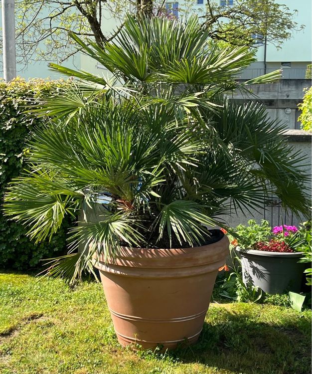 Palme (Zwergpalme 'Chamaerops humilis') 130 cm hoch + Topf (Gebraucht ...