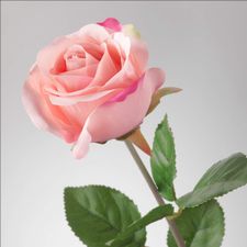 Profile image of ROSAFELD