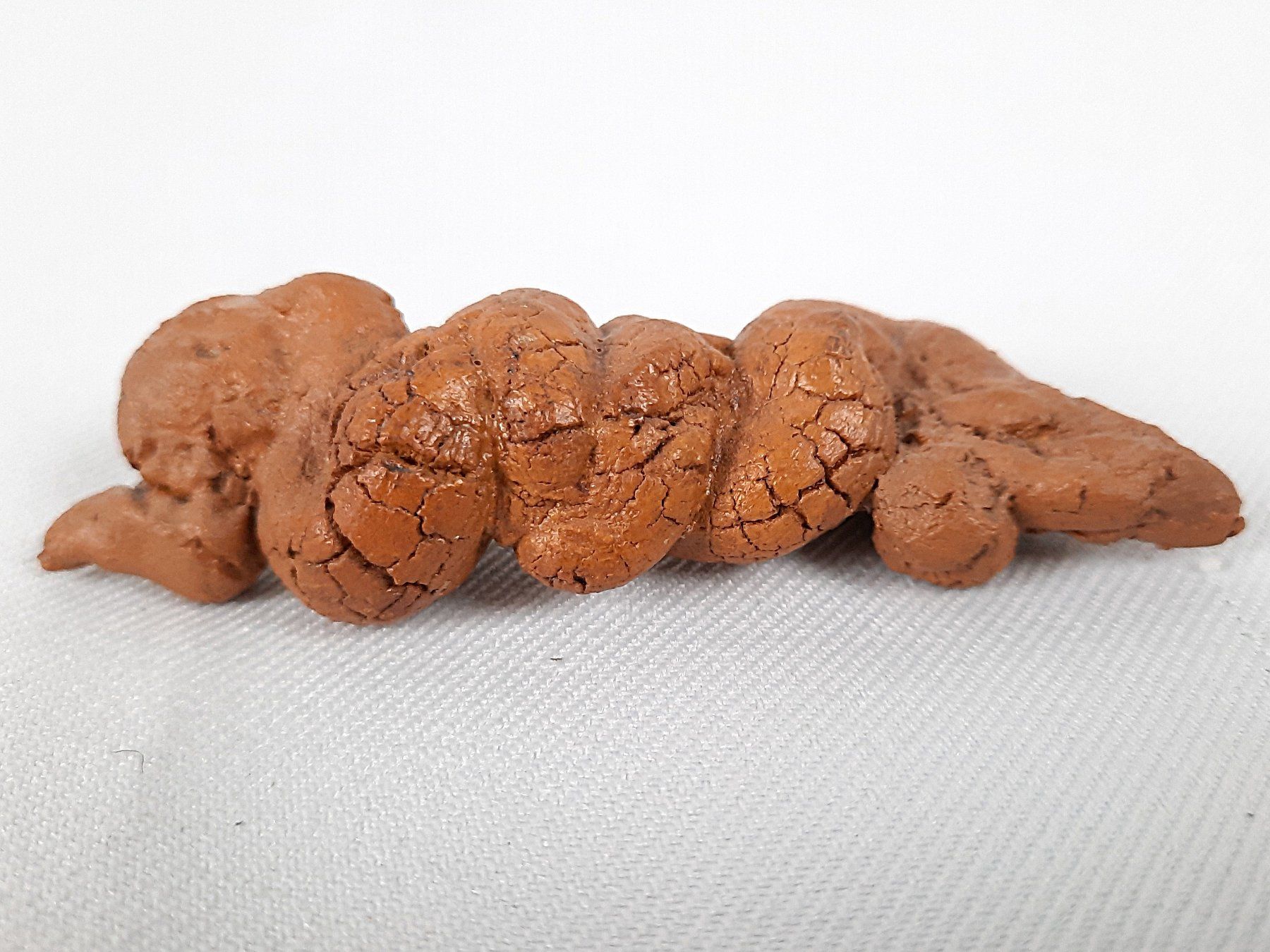 Fossili: Koprolithen – Usato da Beinwil am See venduto da Restwert_Beinwil 5