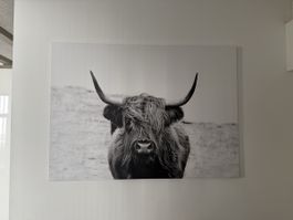 Hochlandrind Bild, Schwarz-Weiss Fotografie, Top Zustand!