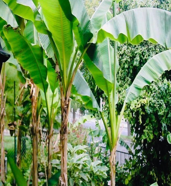 Piante & sementi: Ab 5.- fr 1 STK SAME ECHTE BANANEN PALME‪ – Nuovo e nell'imballaggio originale da Rovio venduto da POSITIFFARTandPLANTS 1