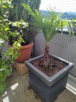 Palme