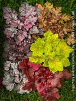 Heuchera - zauberhafte Purpurglöckchen für Deinen Garten