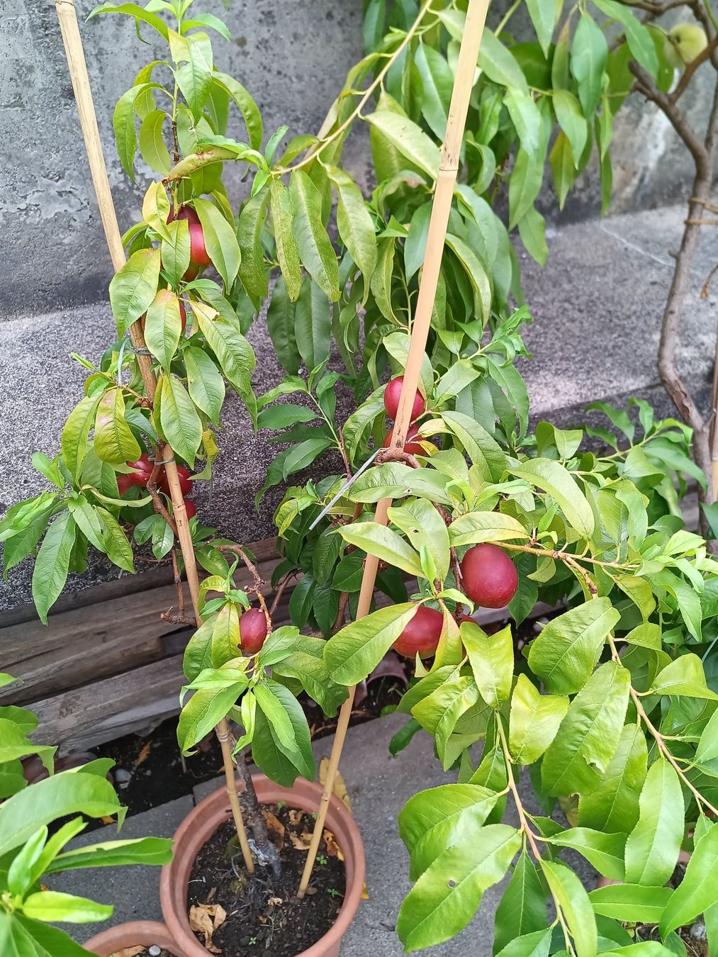 Plantes & graines: Nektarine für Balkon oder Freiland – D'occasion à Zug par SirGoldFish 1