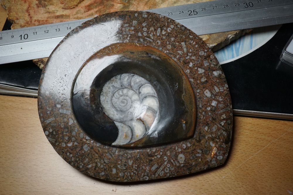 Goniatit Ammonit Auf Platte Figur TOPSTONE (Neu und originalverpackt ...