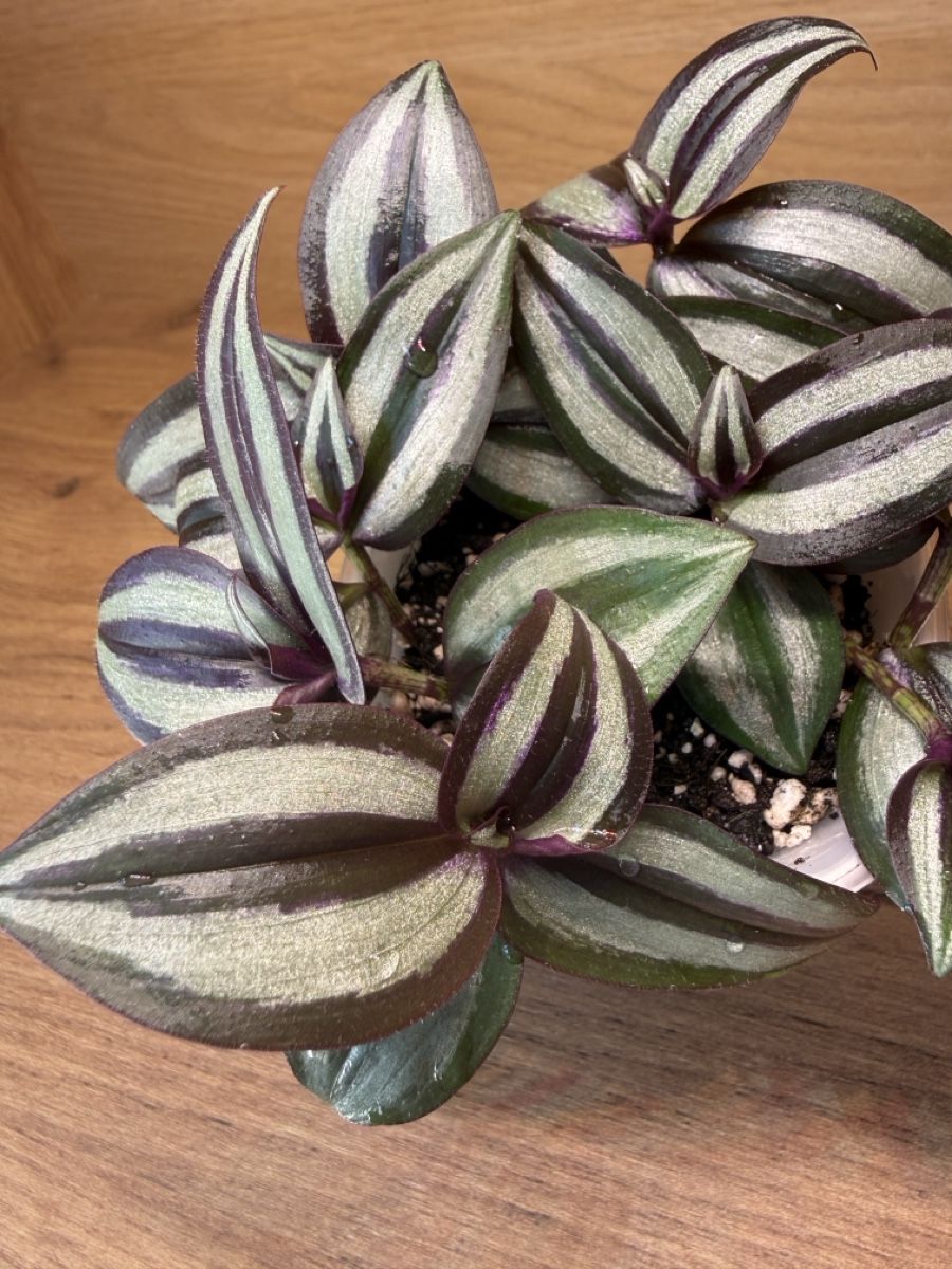 Piante & sementi: Tradescantia Zebrina  – Nuovo e nell'imballaggio originale da Basel venduto da tamy90 3