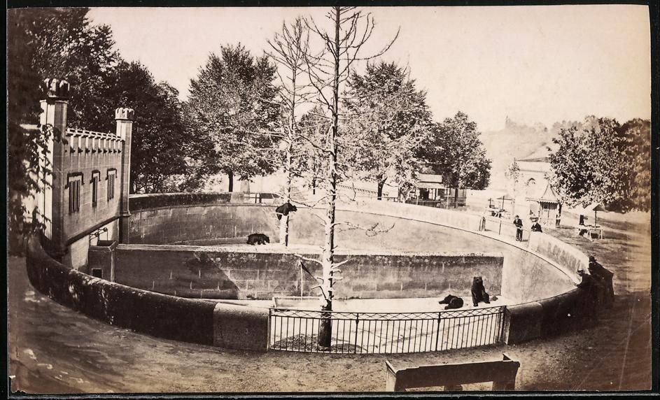 Fotografie & Manifesti: Fotografie Bern, der Bärenzwinger in de – Usato da Berlin venduto da bartko-reher