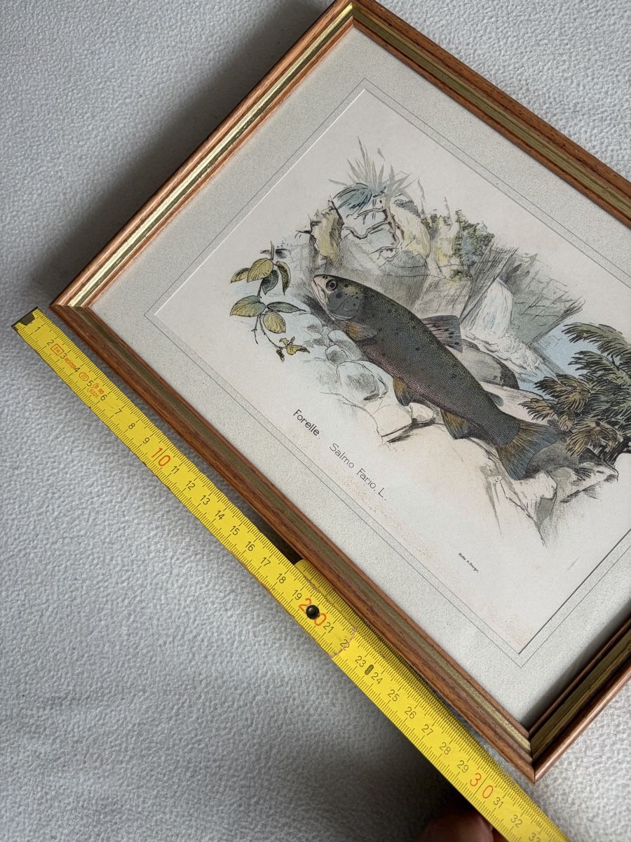 Tableaux: 2 Antique Fish Prints Illustration from Hofer&Burger – D'occasion à Zürich par dor_9l9g 5