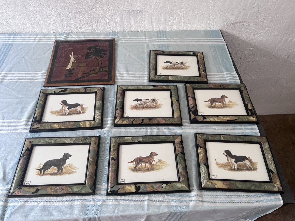 Foto & Immagini: Hunde Bilder Set (80) – Usato da Glattfelden venduto da brockischweiz