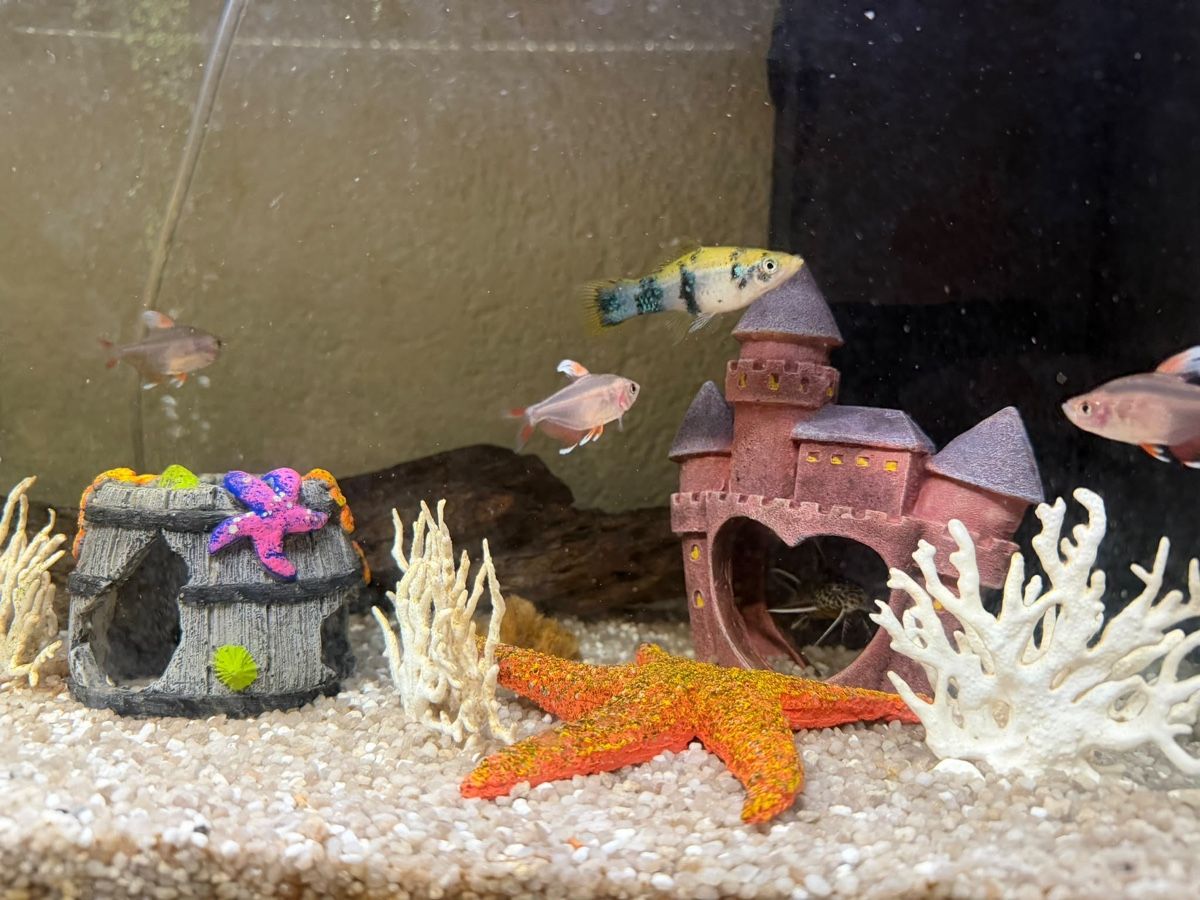 Acquari: Aquarium – Usato da Würenlingen venduto da ple_tn6y 1