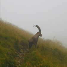 Profile image of samsoneur