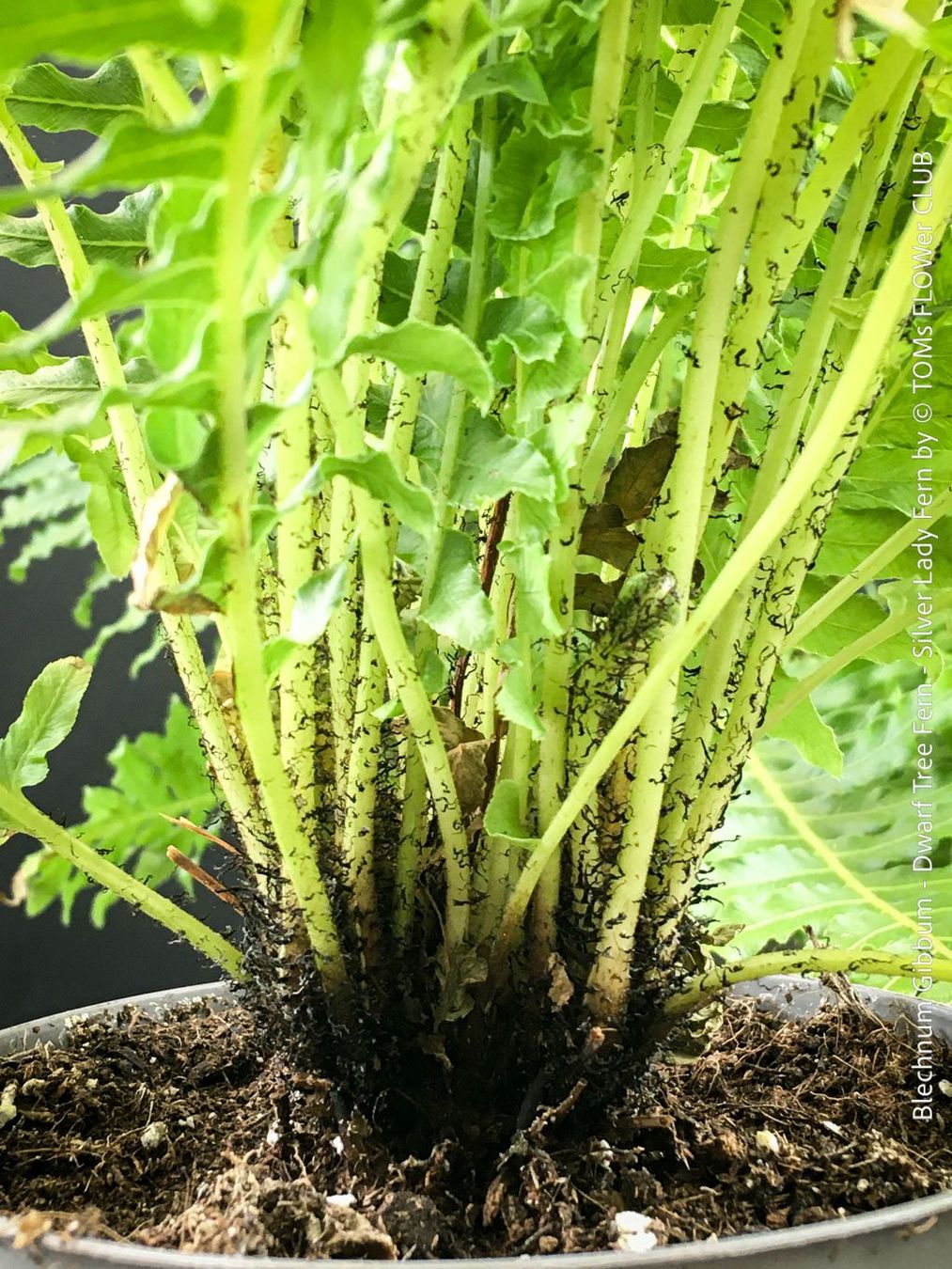 Pflanzen & Samen: Blechnum Gibbum 'Silver Lady' - Zwerg-Baumfarn – Neu und originalverpackt aus Adliswil von TAKEYOURPLANT 3