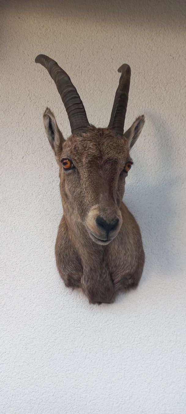 Welt der Tiere: Steinbock /Steingeiss – Neu (gemäss Beschreibung) aus Mollis von Resel1985