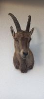 Steinbock /Steingeiss