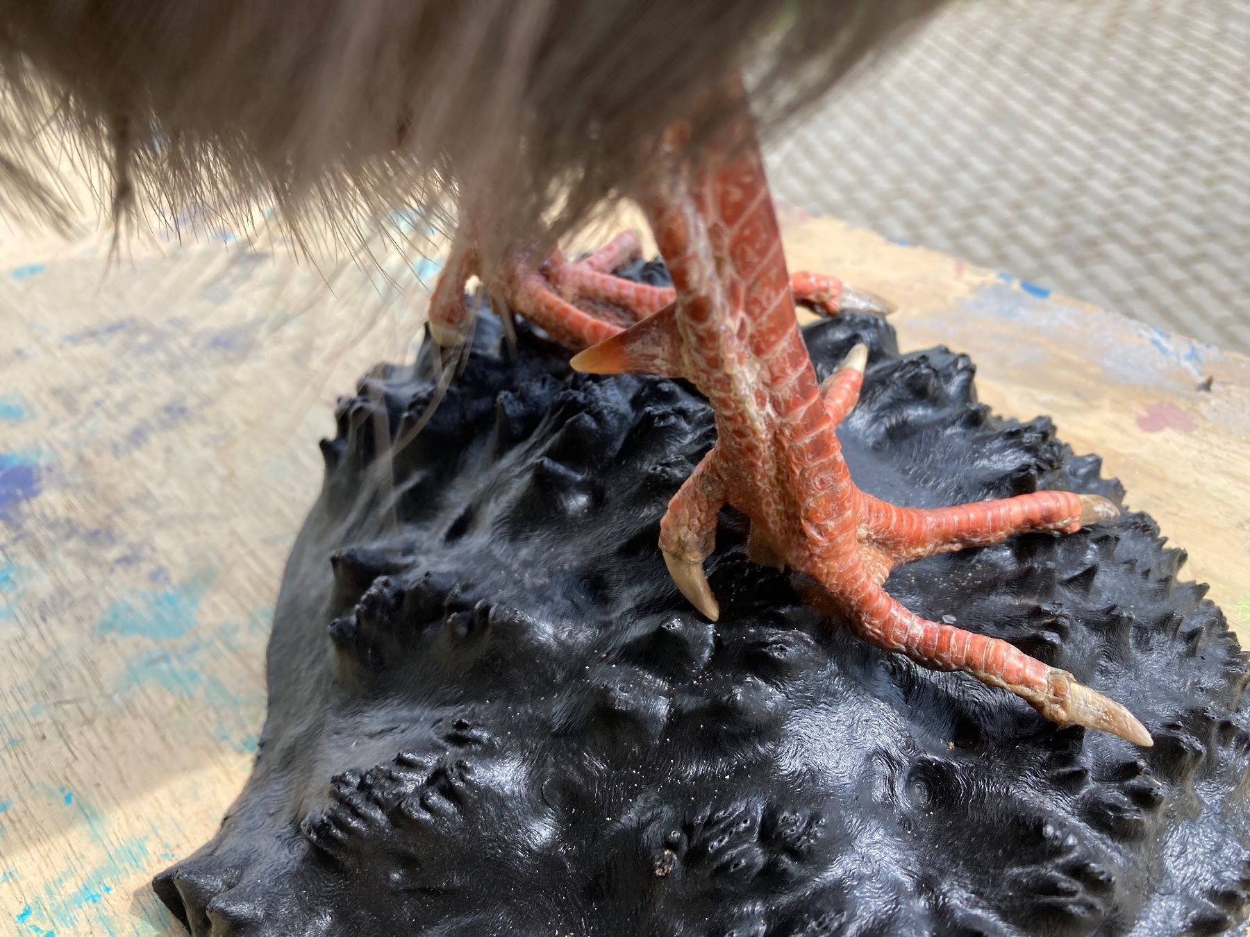 Il mondo degli animali: Ohrfasan – Usato da Grosswangen venduto da arum01 3