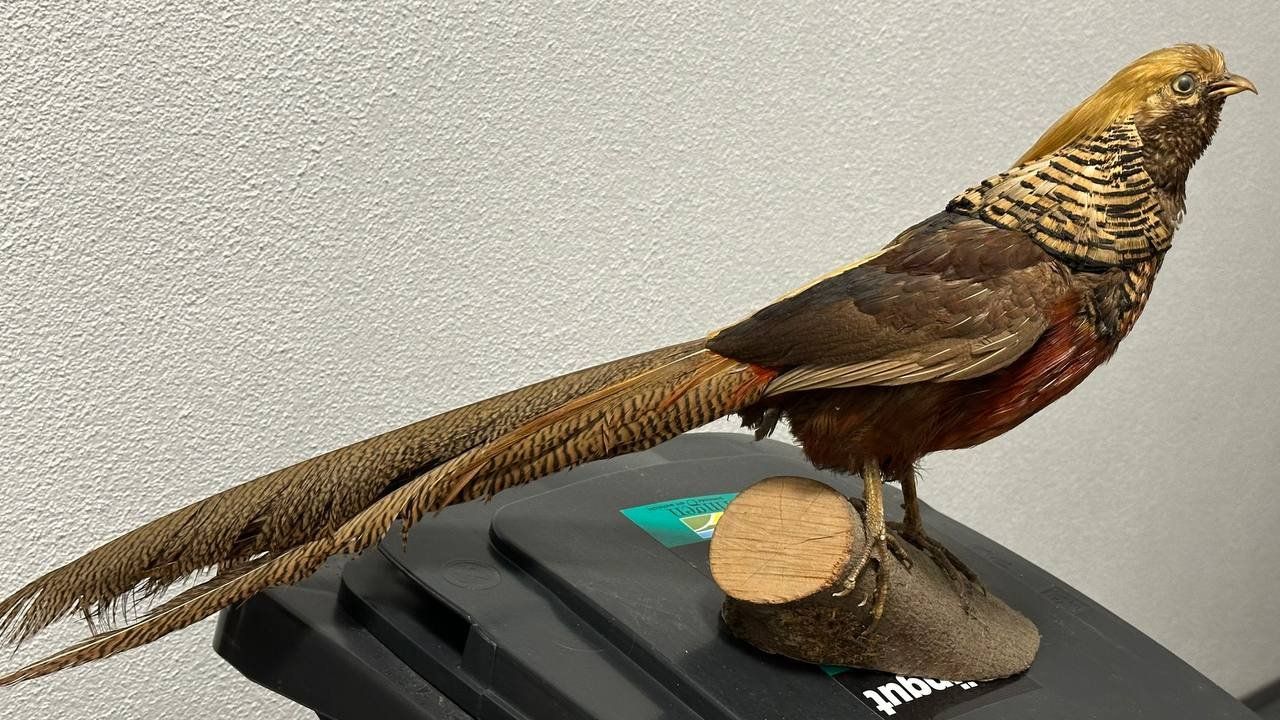 Il mondo degli animali: Ausgestopfter Vogel – Usato da Beringen venduto da Mantafisch1 1