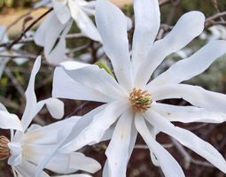 Sternmagnolie weiß, Sämling 50 cm im Top + Info WIE PFLEGEN