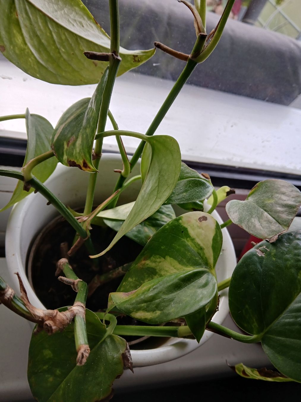 Pflanzen & Samen: Pothos Plant in grey Pot  – Gebraucht aus Dübendorf von LoRi-2026 1