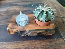 Teelichthalter aus Holz mit Pflanze